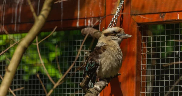 Vögel Zoo Käfigen Sommer Heißen Sonnigen Frischen Tag — Stockfoto