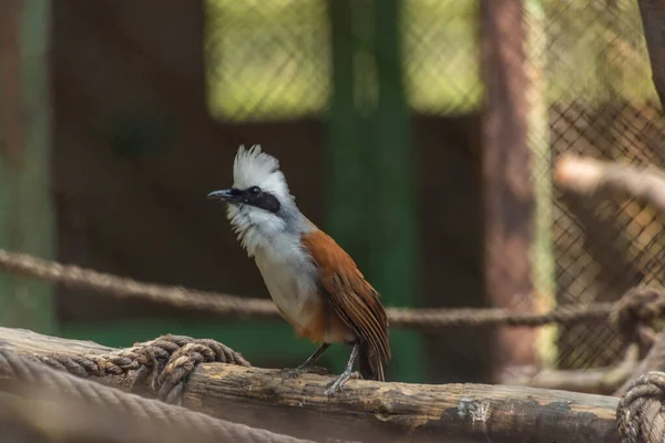 Oiseaux Zoo Cage Été Chaude Ensoleillée Journée Fraîche — Photo