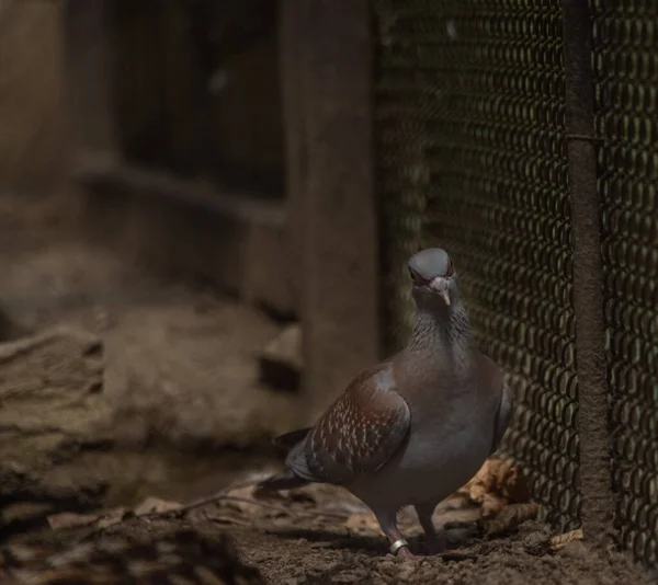 Palomas Zoo Jaulas Verano Día Fresco Soleado Caliente — Foto de Stock