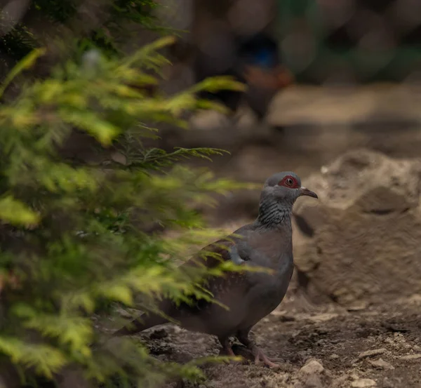 Pigeons Zoo Dans Des Cages Été Chaude Ensoleillée Journée Fraîche — Photo