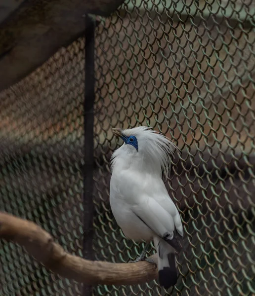 Pássaros Zoo Gaiolas Verão Quente Dia Fresco Ensolarado — Fotografia de Stock