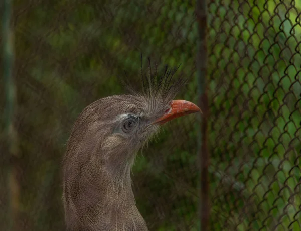 Ptaki Zoo Klatkach Latem Gorący Słoneczny Świeży Dzień — Zdjęcie stockowe