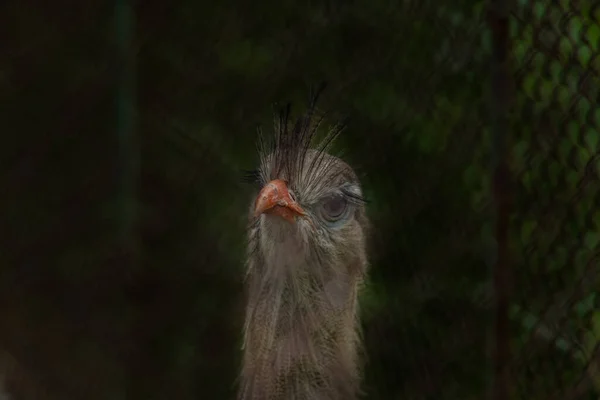 Vögel Zoo Käfigen Sommer Heißen Sonnigen Frischen Tag — Stockfoto