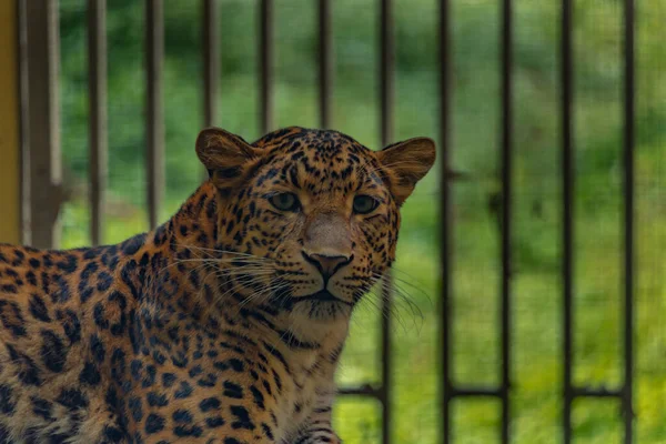 Leopard Κεφάλι Πράσινο Κίτρινο Φόντο Καλοκαίρι Ηλιόλουστη Μέρα — Φωτογραφία Αρχείου