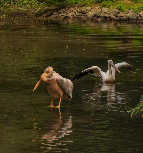 Pelican Uccello Rosa Nel Lago Nero Estate Soleggiata Giornata Calda — Foto Stock