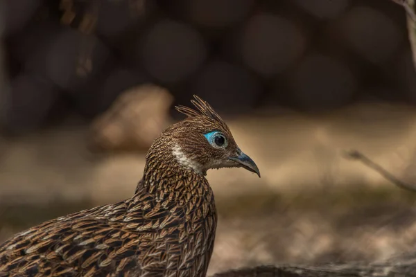 Oiseaux Zoo Cage Été Chaude Ensoleillée Journée Fraîche — Photo