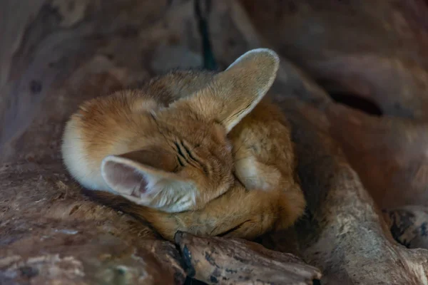 Vulpes Zerda Μικρό Ζώο Που Βρίσκεται Μεγάλα Αυτιά Ζεστή Καλοκαιρινή — Φωτογραφία Αρχείου