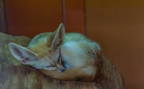 Vulpes Zerda Petit Animal Couché Avec Grandes Oreilles Dans Chaude — Photo