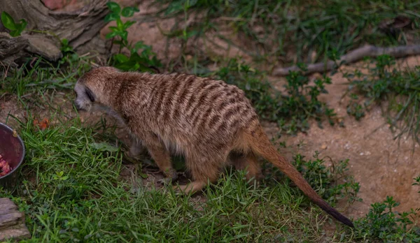 Suricata Suricatta Ζώο Στο Πράσινο Γρασίδι Καλοκαίρι Σκοτεινή Ζεστή Μέρα — Φωτογραφία Αρχείου