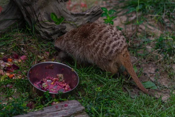 Suricata Suricatta Dier Groen Gras Zomer Donkere Hete Dag — Stockfoto