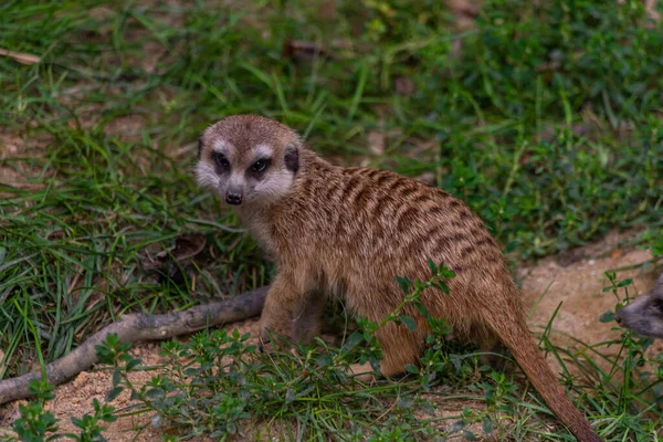 Suricata Suricatta Ζώο Στο Πράσινο Γρασίδι Καλοκαίρι Σκοτεινή Ζεστή Μέρα — Φωτογραφία Αρχείου