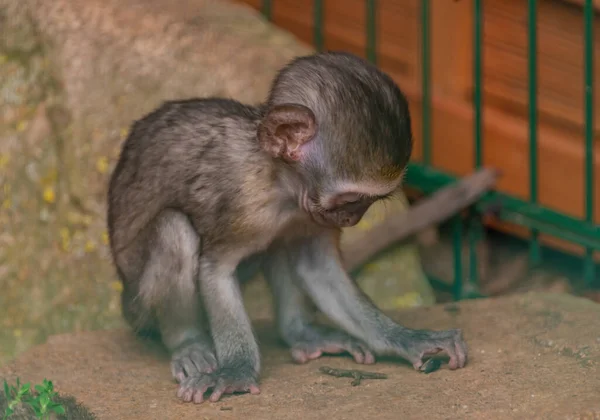 Criança Animal Jovem Macaco Brincando Perto Cerca Com Sementes Girassol — Fotografia de Stock