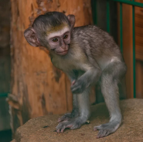 Criança Animal Jovem Macaco Brincando Perto Cerca Com Sementes Girassol — Fotografia de Stock