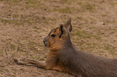 Sıcak yaz gününde kuru çayır üzerinde dolikotis patagonum hayvanı