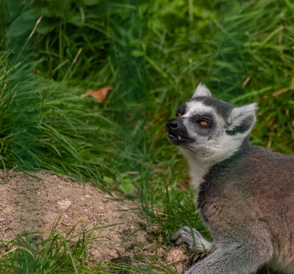 Lemuriformes Animal Demi Singe Près Herbe Verte Dans Journée Chaude — Photo