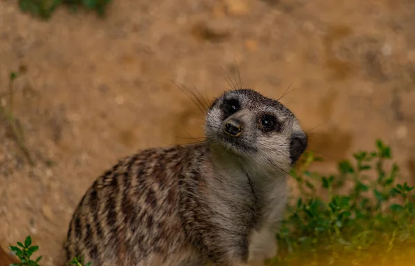 Suricata Suricatta Ζώο Στο Πράσινο Γρασίδι Καλοκαίρι Σκοτεινή Ζεστή Μέρα — Φωτογραφία Αρχείου