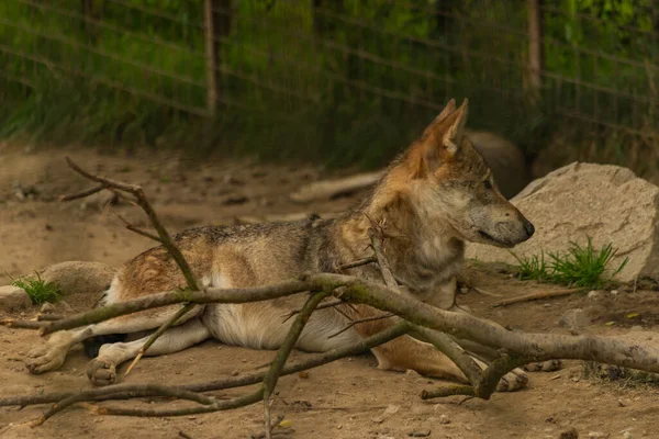 Lobo Animal Cerca Valla Verano Caliente Color Día — Foto de Stock