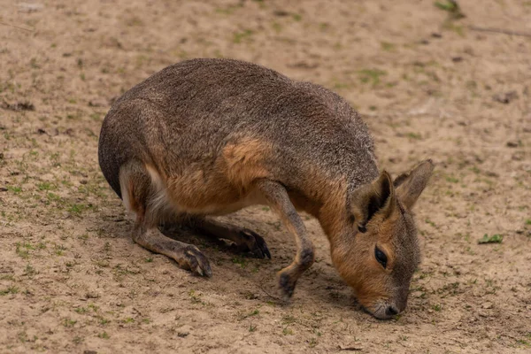 Dolichotis Patagonum Animale Sul Prato Asciutto Estate Giorno Caldo — Foto Stock