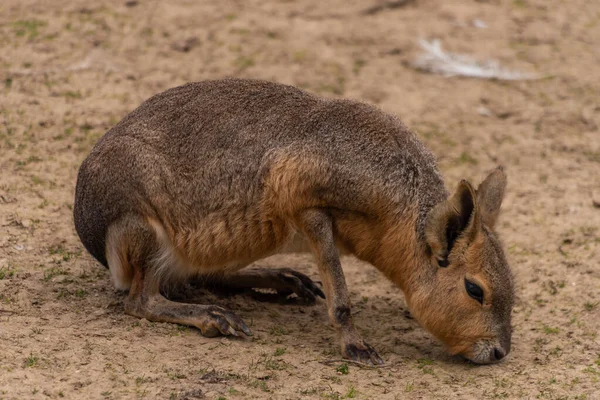 Dolichotis Patagonum Animale Sul Prato Asciutto Estate Giorno Caldo — Foto Stock