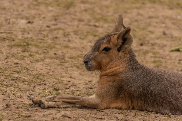 Dolichotis Patagonum Tier Auf Trockener Wiese Heißen Sommertagen — Stockfoto