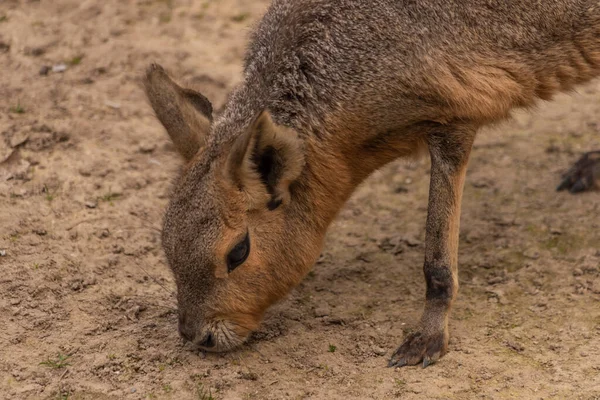 Dolichotis Patagonum Animale Sul Prato Asciutto Estate Giorno Caldo — Foto Stock