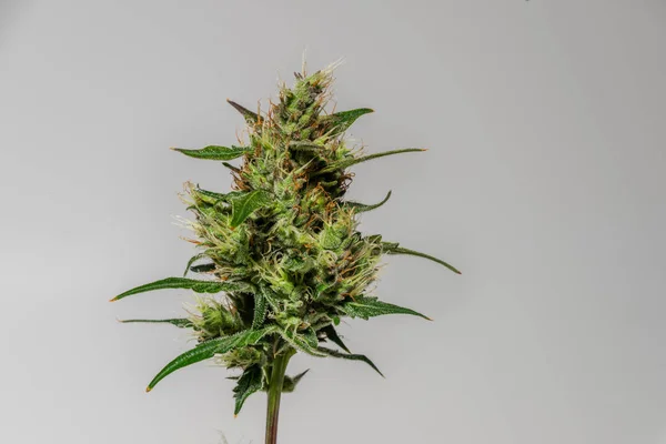 Critical Variedad Cerdo Flor Marihuana Con Flor Color Fondo Blanco — Foto de Stock