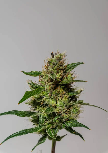 色彩艳丽 背景洁白的大麻花关键品种 — 图库照片