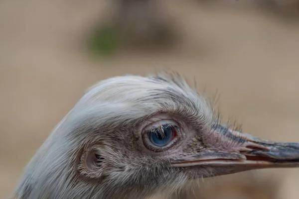 Emu Vogelkopf Mit Weißem Hintergrund Sommerfarbe Frischen Tag — Stockfoto