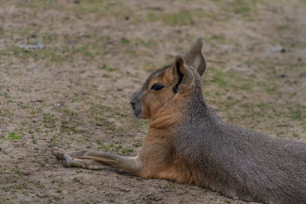 Dolichotis Patagonum Animale Sul Prato Asciutto Estate Giorno Caldo — Foto Stock