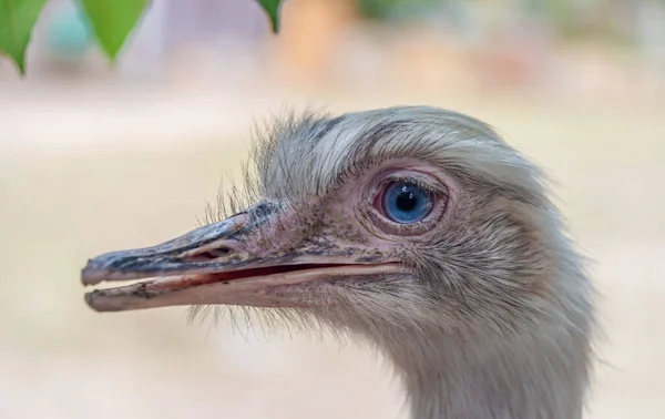 Emu Vogelkopf Mit Weißem Hintergrund Sommerfarbe Frischen Tag — Stockfoto