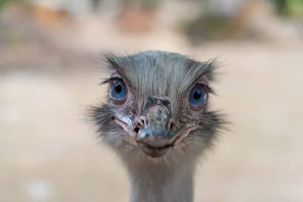 Emu Pták Hlava Bílým Pozadím Letní Barvě Svěží Den — Stock fotografie