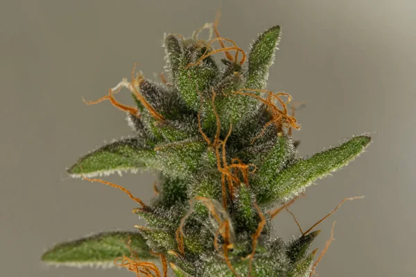 Krytyczna Odmiana Wieprzowiny Dojrzały Kolor Kwiat Marihuany Białym Tle — Zdjęcie stockowe