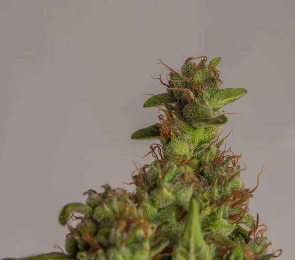 Critical Variedad Cerdo Color Maduro Flor Marihuana Con Fondo Blanco — Foto de Stock