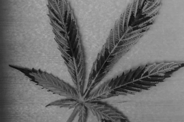 Oud Blad Van Marihuana Bloem Onder Glas Kleine Houten Doos — Stockfoto