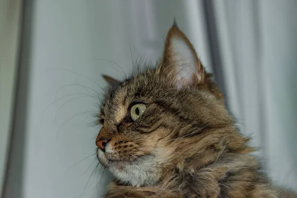 Tabby Kočka Ústředním Vytápění Okna Barevným Květináčem — Stock fotografie