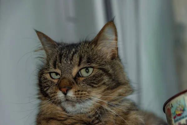 Gatto Tavolo Sul Riscaldamento Centralizzato Finestra Con Vaso Piante Colori — Foto Stock