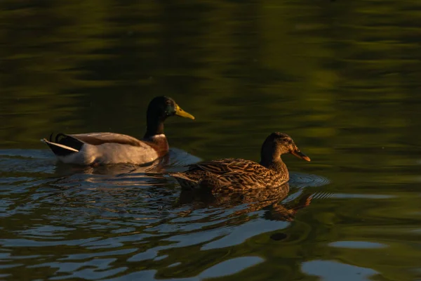 秋天早上在南波希米亚池塘放鸟 — 图库照片