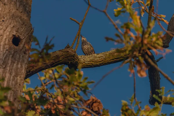 Молочай Птах Осінньому Листі Дерево Темно Синім Небом Сонячний Ранок — стокове фото