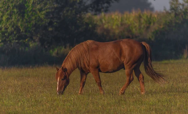 Pferd Auf Der Morgenweide Mit Schönem Frischen Nebel Und Schönem — Stockfoto