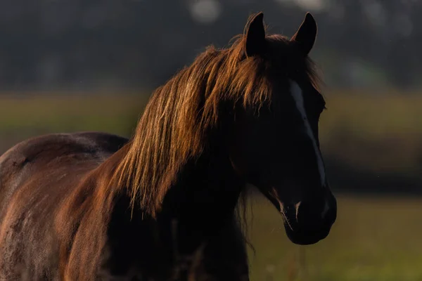 Лошадь Утренних Пастбищах Приятным Свежим Туманом Приятным Цветом Света — стоковое фото