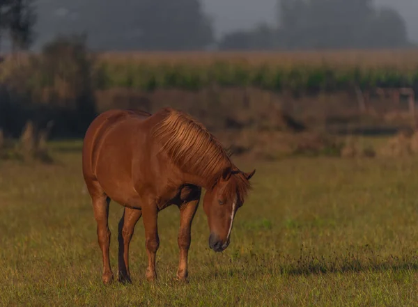 Cavalo Terra Pastagem Manhã Com Nevoeiro Fresco Agradável Luz Cor — Fotografia de Stock