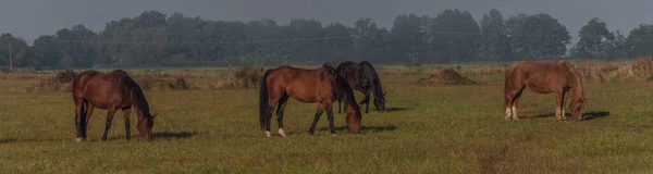 Horse Morning Pasture Land Nice Fresh Fog Nice Color Light — Stock Photo, Image