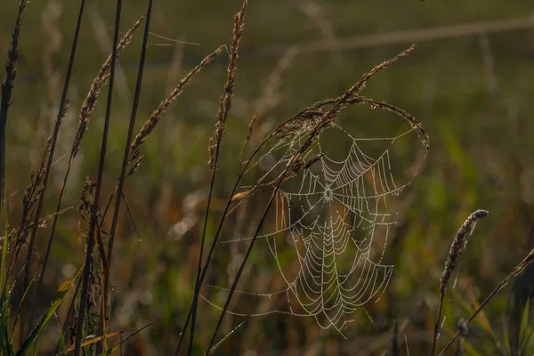 秋日清晨鲜绿草甸上有日出色的蜘蛛网 — 图库照片