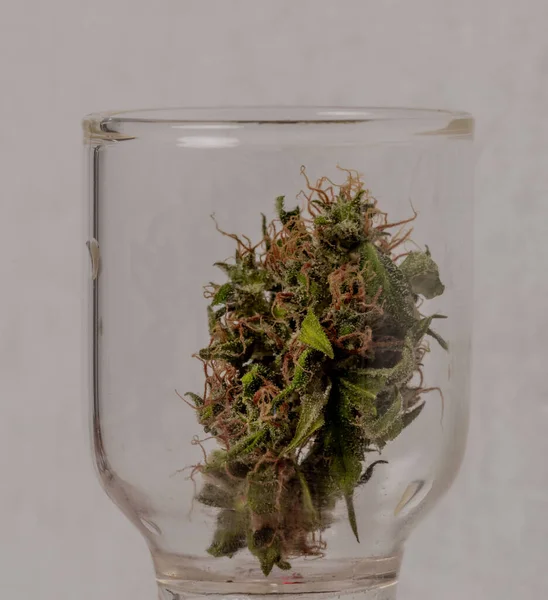 Dry Ripened Marijuana Green Bloom Transparent Glass Box — Stock Photo, Image