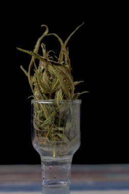 Kurumuş, olgunlaşmış marihuana. Şeffaf cam kutuda yeşil çiçek açıyor.