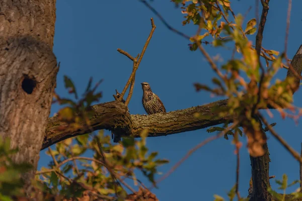 Grive Oiseau Sur Arbre Feuille Automne Avec Ciel Bleu Foncé — Photo