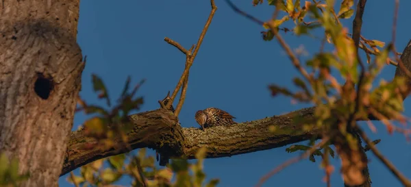 Zorzal Árbol Hojas Otoño Con Cielo Azul Oscuro Mañana Soleada —  Fotos de Stock