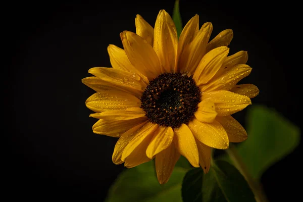 Färska Orange Höst Solros Med Gröna Blad Och Svart Bakgrund — Stockfoto