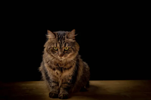 Braun Gestromte Kleine Katze Mit Großen Ohren Auf Holztisch Mit — Stockfoto