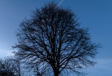 Brloh Güney Bohemya köyü yakınlarındaki manzara için mavi saat rengi sonbahar akşamı manzarası